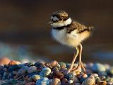 Killdeer Chick_49861